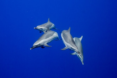 イルカ中学 – Aloha7