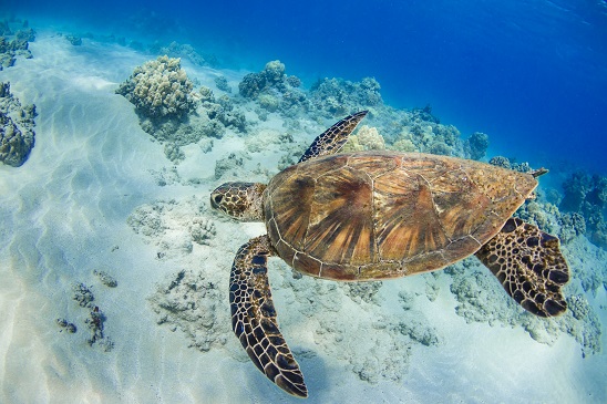 イルカ中学 – Aloha7